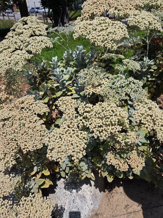 Eriogonum gigantum - St. Catherine's Buckwheat