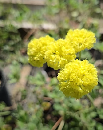 Eriogonum umbellatum - Sulphur Buckwheat