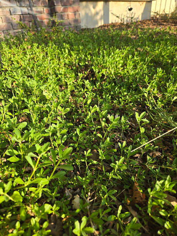 Phyla nodiflora - Turkey Tangle Frogfruit