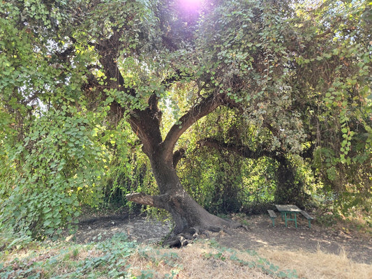 Quercus lobata - Valley Oak