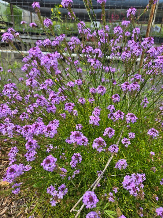 Verbena lilacina 'De La Mina' - Lilac Verbena