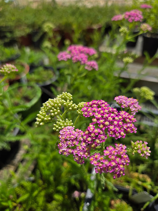 Achillea millefolium 'Island Pink' - Yarrow